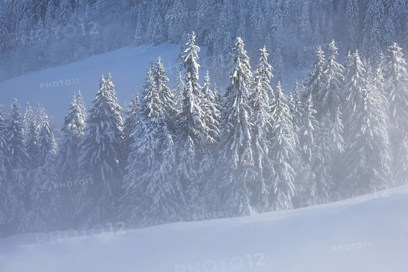 Freshly snow-covered spruce forest, Sattelegg, Schwyz, Switzerland
