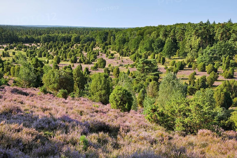 Trees and flowering heath at Steingrund in LÃ¼neburg Heath nature park Park, Lower Saxony, Germany