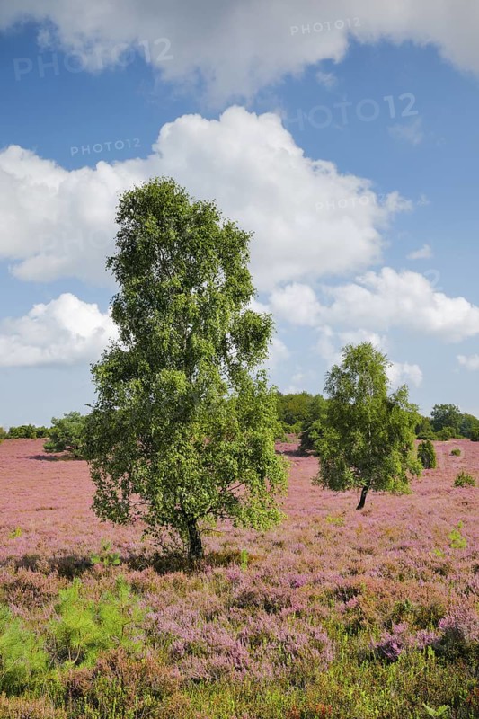 Birches and junipers in the blooming LÃ¼neburg Heath, Lower Saxony, Germany