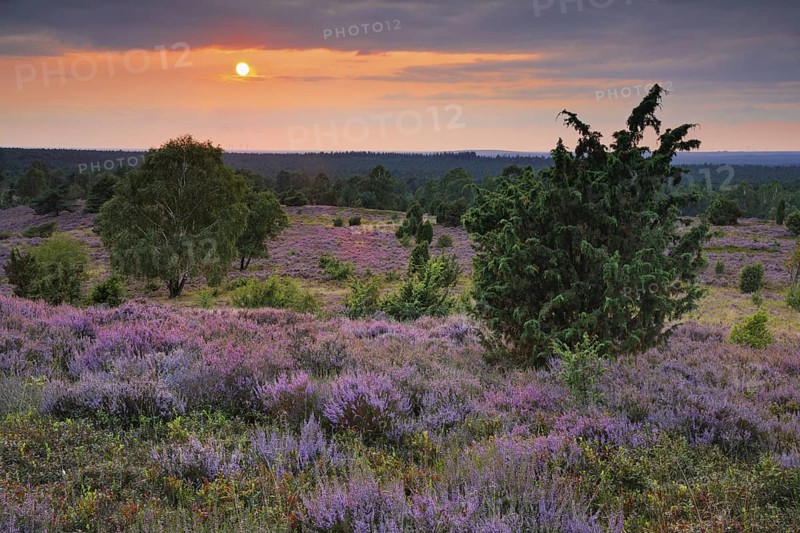 View from Wilseder Berg in LÃ¼neburg Heath nature park Park at sunset, Lower Saxony, Germany