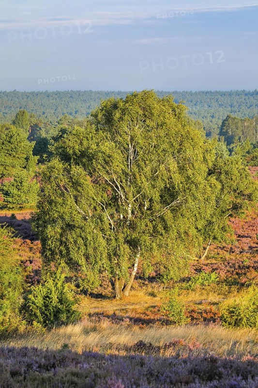 View from Wilseder Berg in LÃ¼neburg Heath nature park Park at sunrise, Lower Saxony, Germany