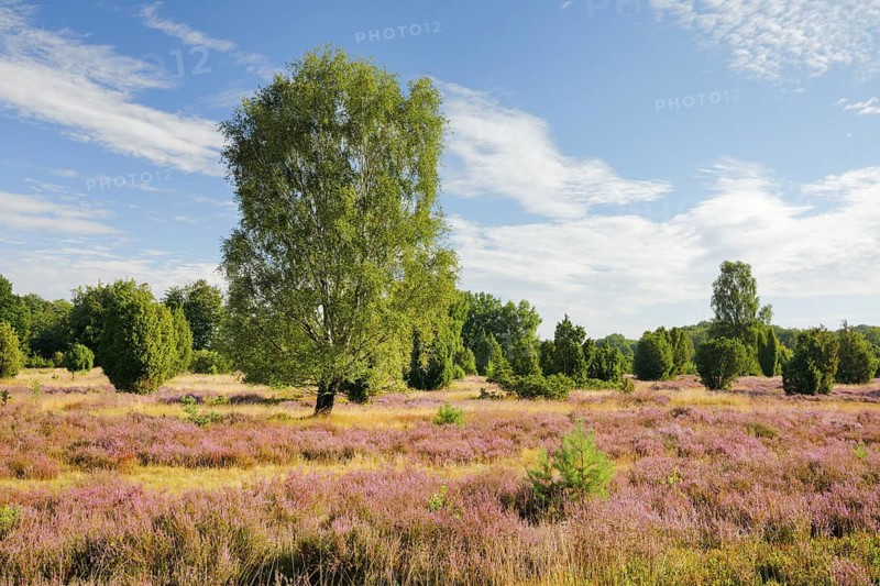 Birches and junipers in the blooming LÃ¼neburg Heath, Lower Saxony, Germany