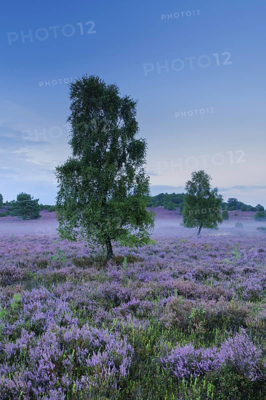 Wisps of mist drift around birches and junipers in the blooming LÃ¼neburg Heath, Lower Saxony, Germany