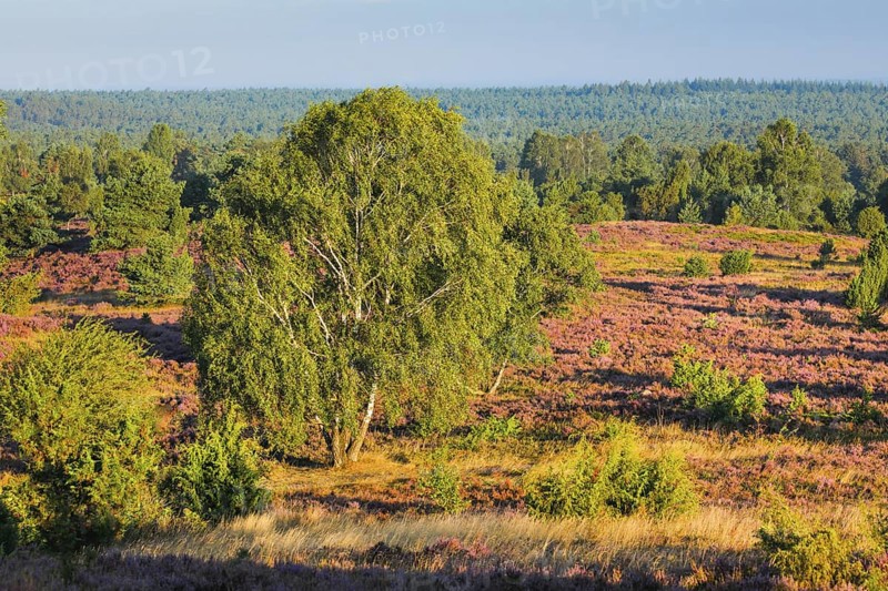 View from Wilseder Berg in LÃ¼neburg Heath nature park Park at sunrise, Lower Saxony, Germany