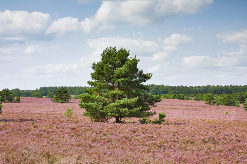 Single pine tree in the middle of the wide, blooming LÃ¼neburg Heath, Lower Saxony, Germany