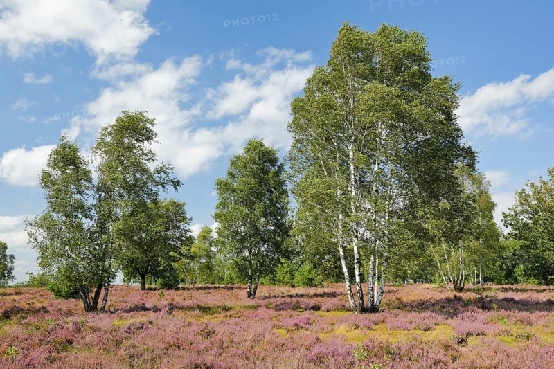 Large birch trees in the blooming LÃ¼neburg Heath, Lower Saxony, Germany