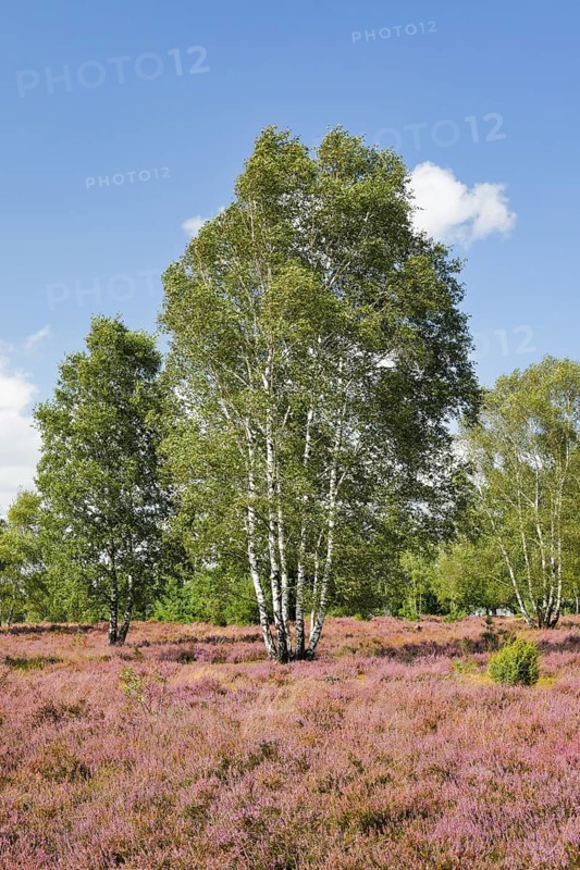 Large birch trees in the blooming LÃ¼neburg Heath, Lower Saxony, Germany