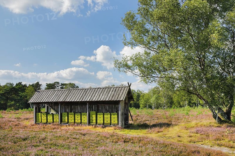Beehives in the middle of the blooming LÃ¼neburg Heath, Lower Saxony, Germany