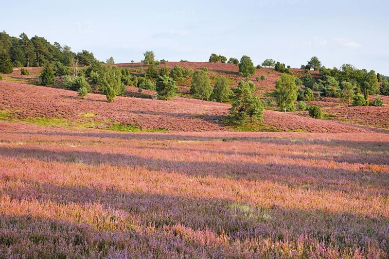 Trees and blooming heath at the foot of the Wilseder Berg, . LÃ¼neburg Heath nature park Park, Lower Saxony, Germany