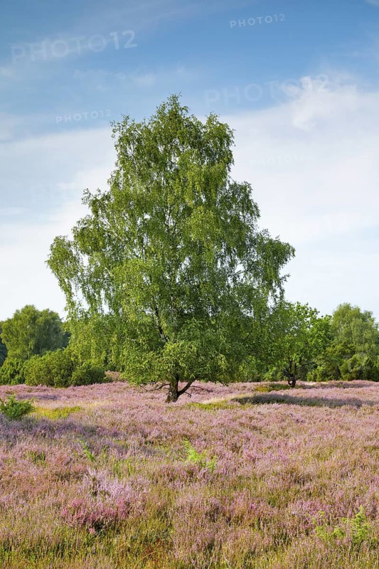 Birch tree in the blooming LÃ¼neburg Heath, Lower Saxony, Germany