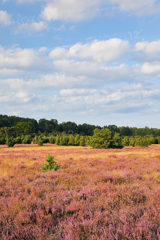 Trees and blooming heath near Oberhaverbeck in the LÃ¼neburg Heath nature park Park, Lower Saxony, Germany