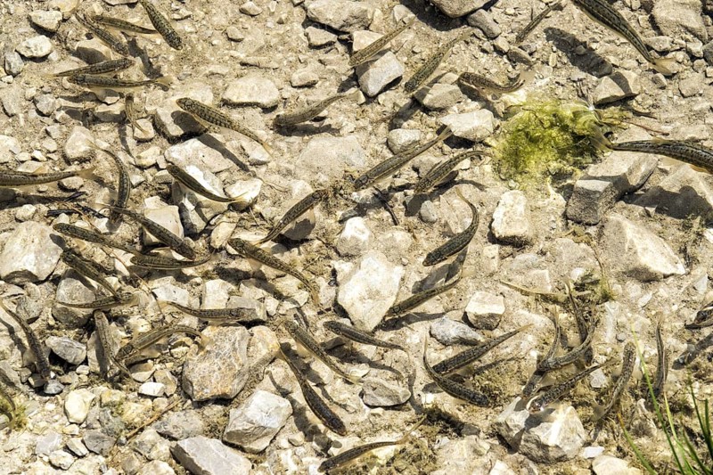 Small fish in GaiÃŸalpsee, near Oberstdorf, OberallgÃ¤u, AllgÃ¤u, Bavaria, Germany