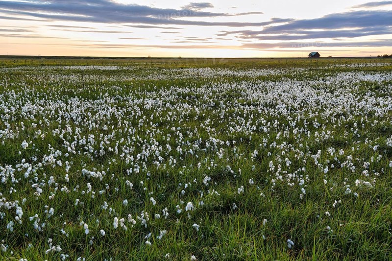 Cottongrass (Eriophorum) on a wet meadow, evening sky, South Iceland, Iceland