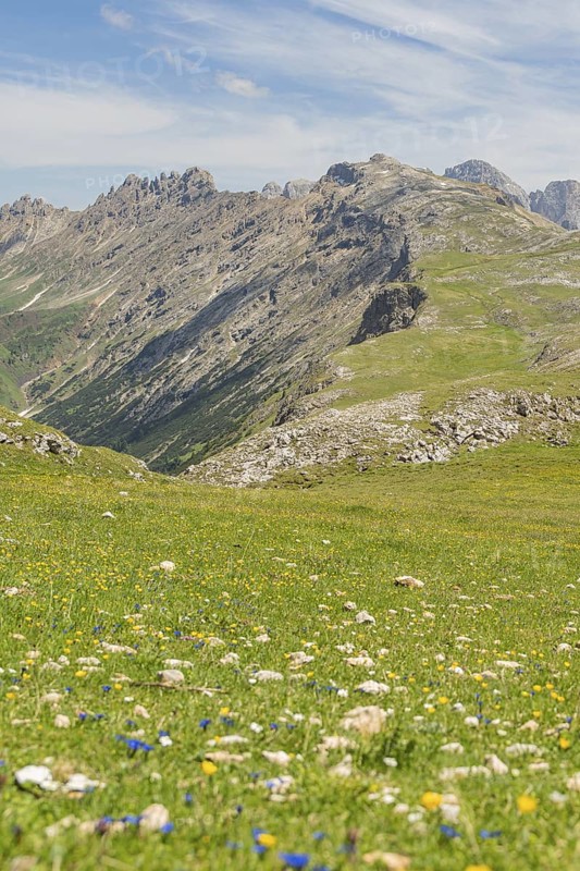 Mountain meadow full of flowers in front of a chain of mountains under a blue sky, Schlehrn hike, Alpe di Siusi, Dolomites, South Tyrol, Italy