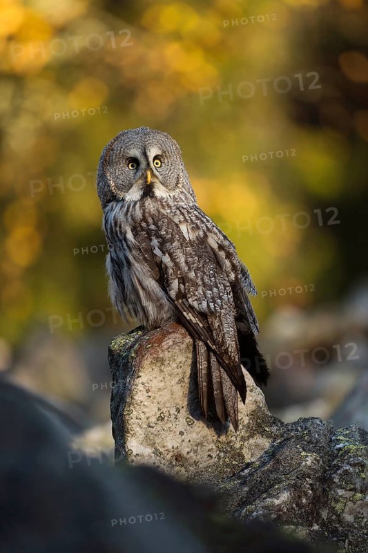 Bright autumn colours... Bearded owl (Strix uralensis), common owl in northern Scandinavia uses a raised rock at the edge of the forest as a perch, is hunting, looks around, beautiful autumn picture of the world's largest owl, common in Finland and Norway, native nature, Northern Europe