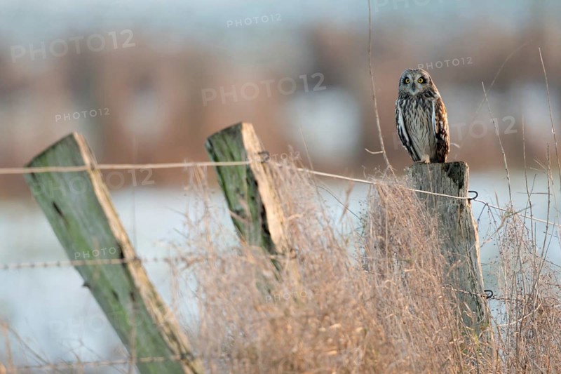 Surprising encounter... Short-eared owl (Asio flammeus) in North Rhine-Westphalia, rare, often diurnal, native owl, likes to move around in the winter months, observation with a lot of luck, looking into the camera, yellow eyes, native nature, Lower Rhine, Bislicher Insel, North Rhine-Westphalia, Germany, Western Europe