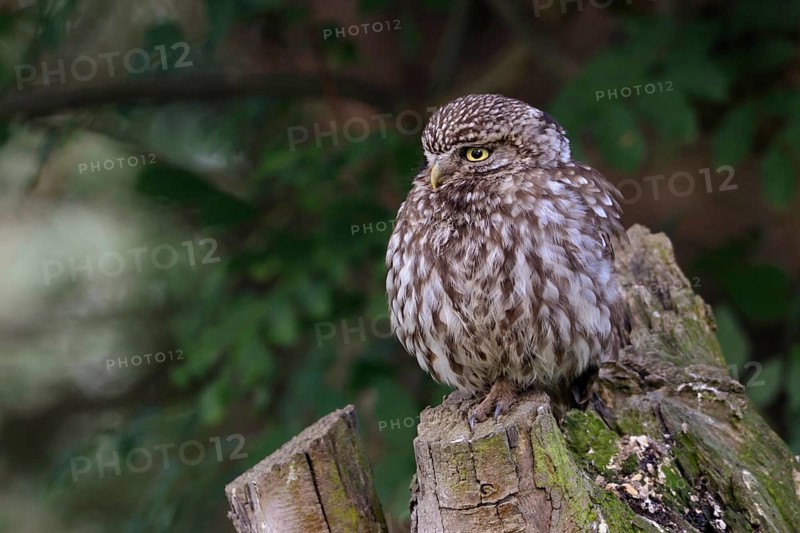 In a pollarded ash tree... Little owl (Athene noctua), small, widespread native owl sits thickly fluffed up up (comfort behaviour) on its resting place, perch in a pollarded tree, resting, observing the surroundings, side view, native nature, Lower Rhine, North Rhine-Westphalia, Germany, Western Europe