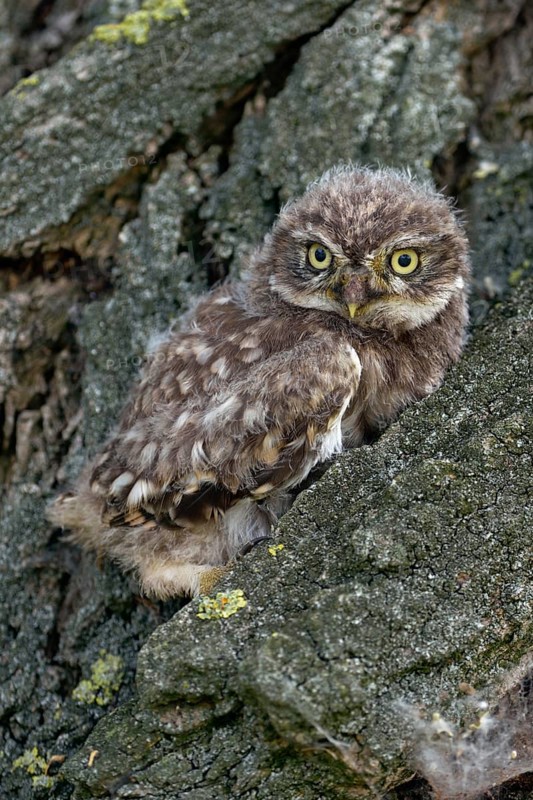 Young owl... Little owl (Athene noctua), not yet fledged owlet sits, perches in the bark of a tree, hides there, relies on its camouflage, waits to fledge soon, series of cute animal children, funny pictures, local nature, Lower Rhine, Rhineland, Meerbusch, North Rhine-Westphalia, Germany, Western Europe