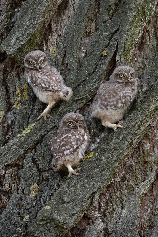 Siblings... Little owl (Athene noctua), three young little owls sitting together in the bark of a tree, not yet fledged young owls climbing around their nesting den in the tree, photo taken during the ringing of the young owls, native nature, Lower Rhine, North Rhine-Westphalia, Germany, Western Europe