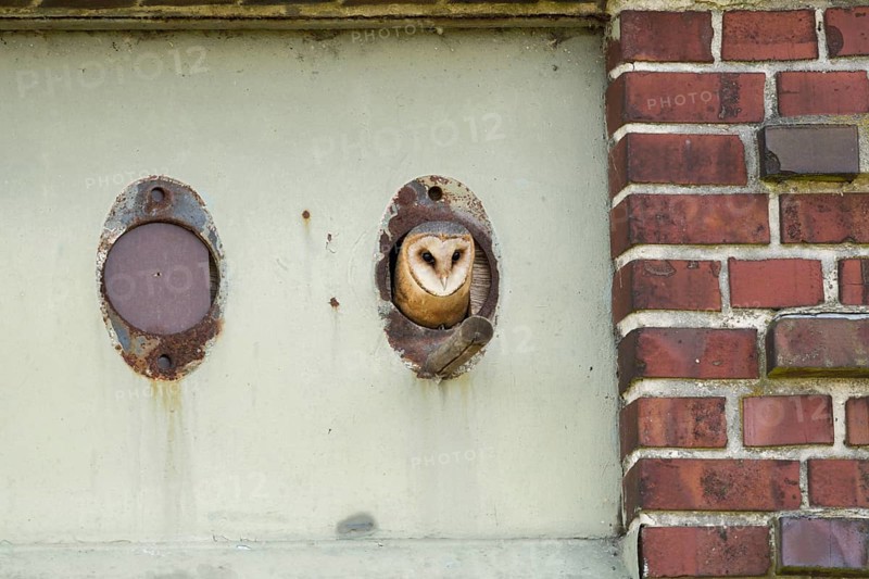 In the old transformer house... Barn owl (Tyto alba) hatching from the entrance hole to its shelter, a nesting aid, nesting box native nature, Lower Rhine, Rhine district Neuss, North Rhine-Westphalia, Germany, Western Europe