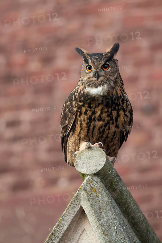 European eagle owl (Bubo bubo), adult, mating male, sitting on a church gable, urban, urban environment, cultural successor, frontal view, native nature, Lower Rhine, Rhineland, North Rhine-Westphalia, Germany, Western Europe