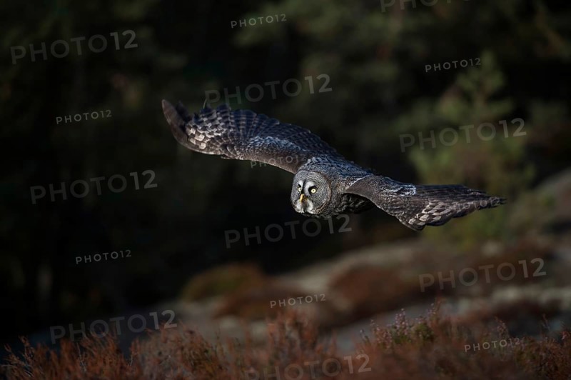 Fast gliding flight... Bearded owl (Strix nebulosa), characteristic owl of Nordic countries in flight over a clearing in the forest, common in Finland and Norway, native nature, Northern Europe