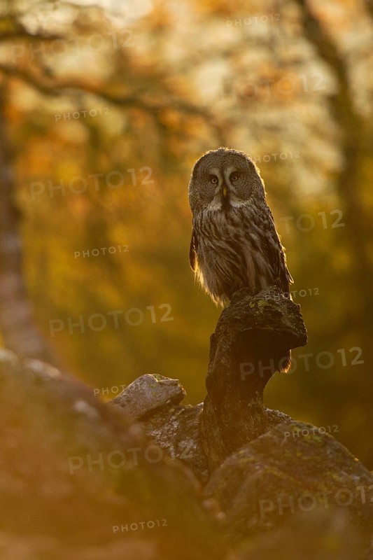 The day awakens... Bearded owl (Strix nebulosa) in the glaring backlight early in the morning in a scree field at sunrise, owl species native to Scandinavia, widespread in Finland and Norway, native nature, Northern Europe