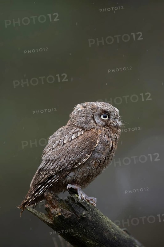 Cute little chap... Scops owl (Otus scops), very small owl, southern European owl, owl species in the Mediterranean region, after the pygmy owl the smallest European owl, native nature, southern Europe