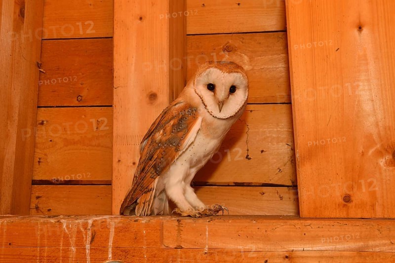 In the roof truss... Barn owl (Tyto alba), young owl in the belfry of a church, in the church tower, native nature, Rhineland, Lower Rhine, North Rhine-Westphalia, Germany, Western Europe