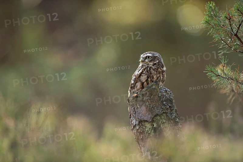Little owl (Athene noctua) sitting on a tree stump at the edge of the forest in the sun, sunbathing, warmth-loving bird, typical behaviour, looking around, native nature, North Rhine-Westphalia, Germany, Western Europe