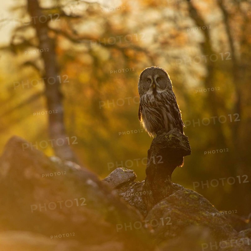 The day awakens... Bearded owl (Strix nebulosa) in the glaring backlight early in the morning in a scree field at sunrise, owl species native to Scandinavia, widespread in Finland and Norway, native nature, Northern Europe