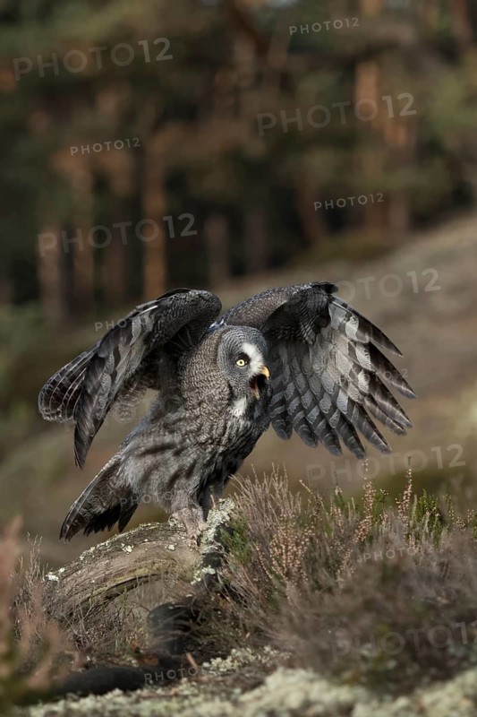 Bearded Owl (Strix nebulosa) sits on dead wood in the middle of a wide clearing in a coniferous forest, calls excitedly, flaps its wings immediately in front of flying up, common in Finland and Norway, native nature, Northern Europe