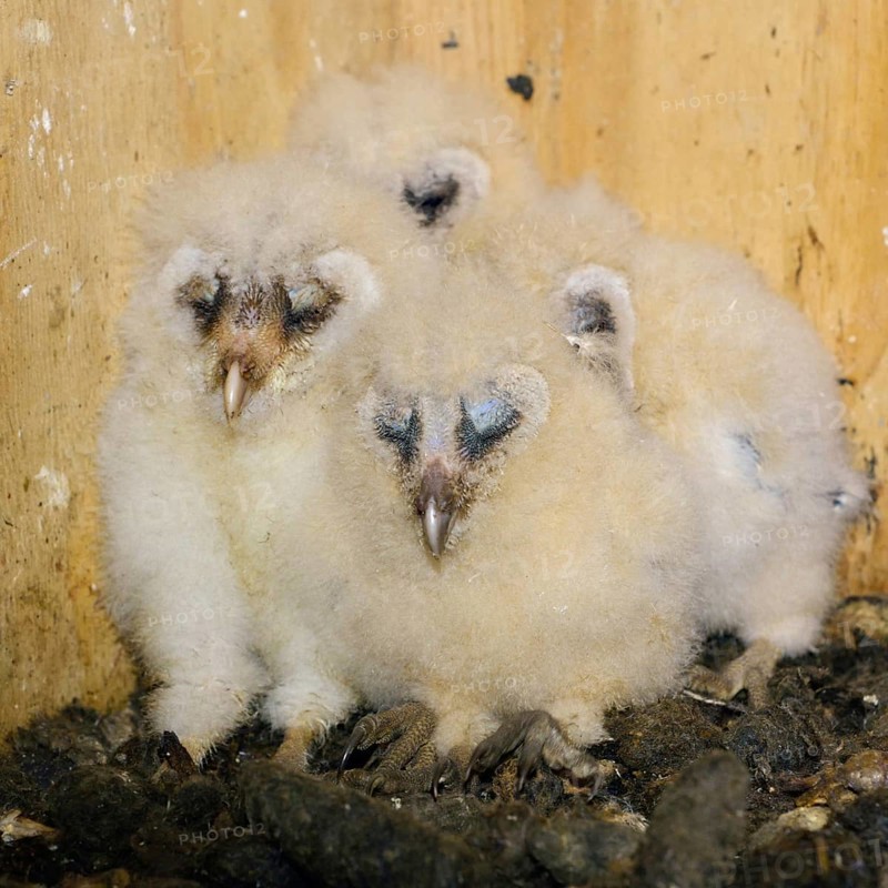 Offspring of the barn owls... Barn owl (Tyto alba), owl chicks, owl nestlings in a nesting aid nestle together with closed eyes to form a pyramid of warmth, series of funny animal pictures, cute animal children, humour, wildlife, native nature, Rhineland, Lower Rhine, North Rhine-Westphalia, Germany, Western Europe