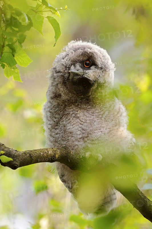 Slanted gaze... Long-eared owl (Asio otus), young owl in soft dusky coat, branch turns its head, owls have fixed eyes, increase their eyesight, contrast vision by moving their head back and forth or turning it, funny picture, series animal children, native nature, Lower Rhine, Rhineland, Meerbusch, North Rhine-Westphalia, Germany, Western Europe