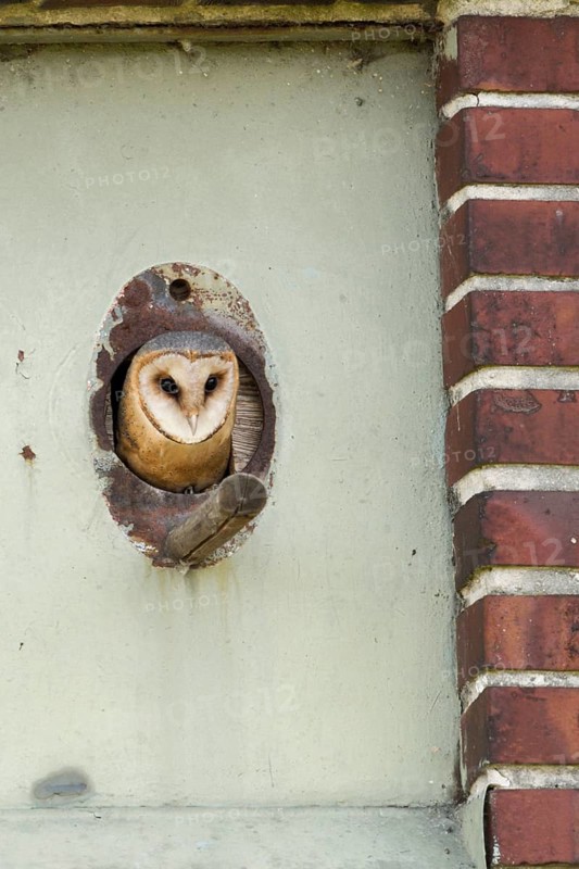 In the old transformer house... Barn owl (Tyto alba) hatching from the entrance hole to its shelter, a nesting aid, nesting box native nature, Lower Rhine, Rhine district Neuss, North Rhine-Westphalia, Germany, Western Europe