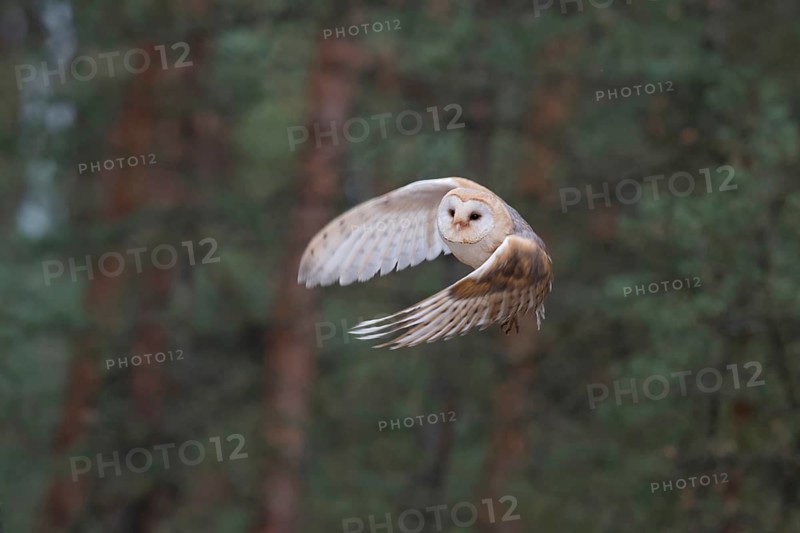 Skilful hunter... Barn owl (Tyto alba), generally known, in Germany relatively common owl in rapid silent flight, hunting flight, flying at the edge of the forest, dynamic shot at dusk, beautiful, appealing wing posture, native nature, Germany, Western Europe