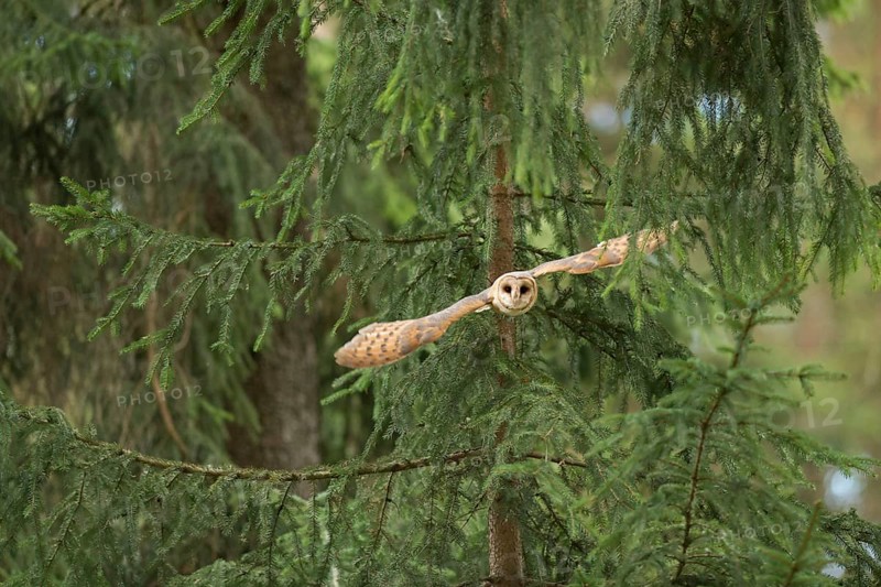 On the approach... Barn owl (Tyto alba) flies out of a tree at the edge of a coniferous forest, on the hunt, native, widespread, generally known typical owl, frontal shot, direct approach, native nature, Rhineland, Lower Rhine, North Rhine-Westphalia, Germany, Western Europe