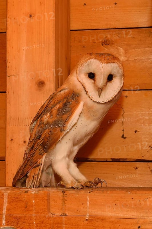 In the roof truss... Barn owl (Tyto alba), young owl in the belfry of a church, in the church tower, native nature, Rhineland, Lower Rhine, North Rhine-Westphalia, Germany, Western Europe