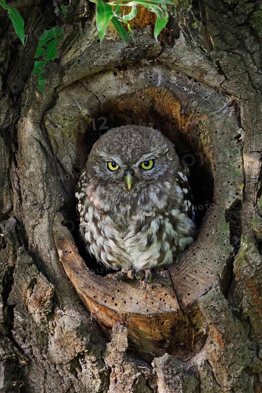 Young owl in its den... Little owl (Athene noctua), young owl perched in the entrance of its natural nesting cavity, nesting cavity in a tree, an old willow, series of baby animals, penetrating gaze, frontal view, eye contact, native nature, Lower Rhine, North Rhine-Westphalia, Germany, Western Europe
