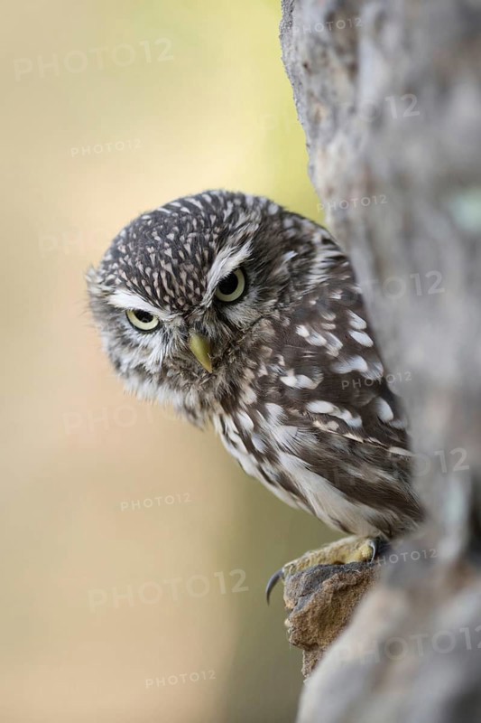 Hiding place in the rock... Little owl (Athene noctua) looks out of a stone wall, which the small owl likes to use as a hiding place during the day, where the owl hides during the day, native nature, North Rhine-Westphalia, Germany, Western Europe