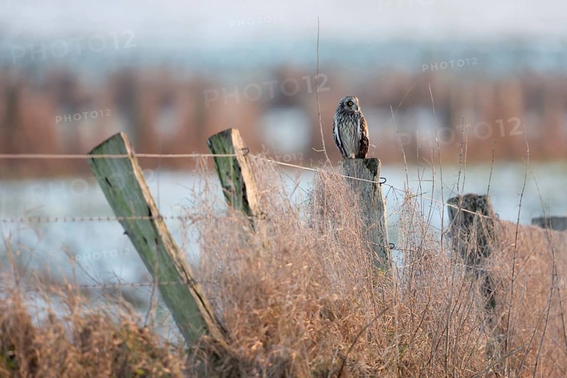 A guest on the Lower Rhine... Short-eared owl (Asio flammeus), rare, relatively large, often diurnal, native owl, yellow eyes, likes to move around in the winter months, observation with luck, native nature, Lower Rhine, Bislicher Insel, North Rhine-Westphalia, Germany, Western Europe