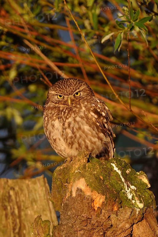 In the light of the early morning sun... Little owl (Athene noctua), small owl, owl sitting on a gnarled pollard tree, a willow, looking seriously into the camera, penetrating gaze, frontal shot, eye contact, native nature, Lower Rhine, North Rhine-Westphalia, Germany, Western Europe