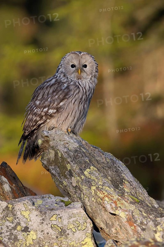 In autumnal surroundings... Ural owl (Strix uralensis), one of the most beautiful owls in Europe, sits and rests on a rock at the edge of the forest in the very first clear light of the morning, in the background bright autumn leaves of birch trees, native nature, Central and Northern Europe