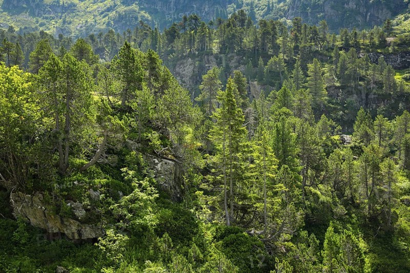Old Swiss stone pines on the Susten Pass, Canton of Bern, Switzerland