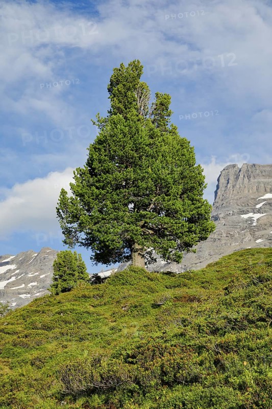 Old Swiss stone pine on the Engstlenalp in Gental, Canton Bern, Switzerland