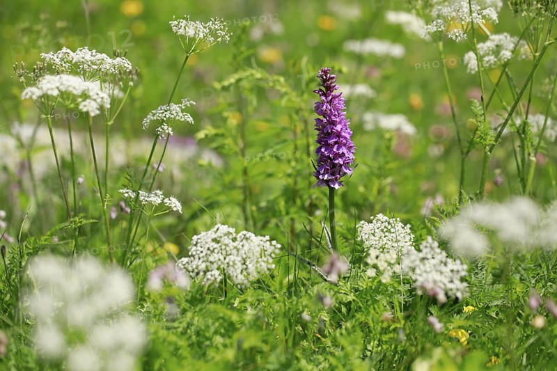 Alpine flower meadow with Moorland spotted orchid and chervil