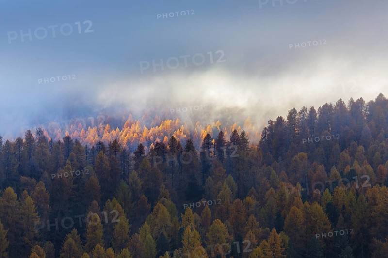 Autumn-coloured larch forest interspersed with wafts of mist, Engadin, Canton GraubÃ¼nden, Switzerland