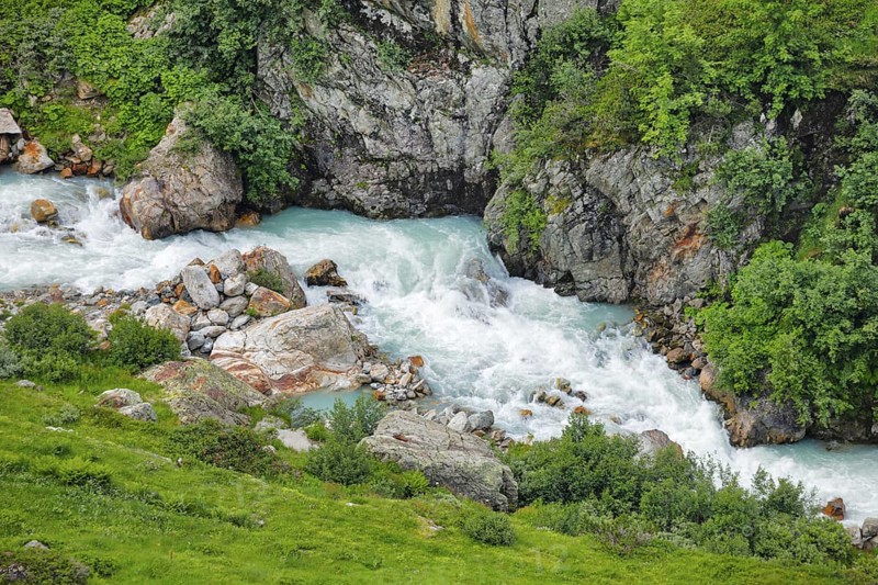 Mountain stream Steinwasser makes its way over boulders through vegetation overgrown with blooming alpine roses, Canton of Bern, Switzerland