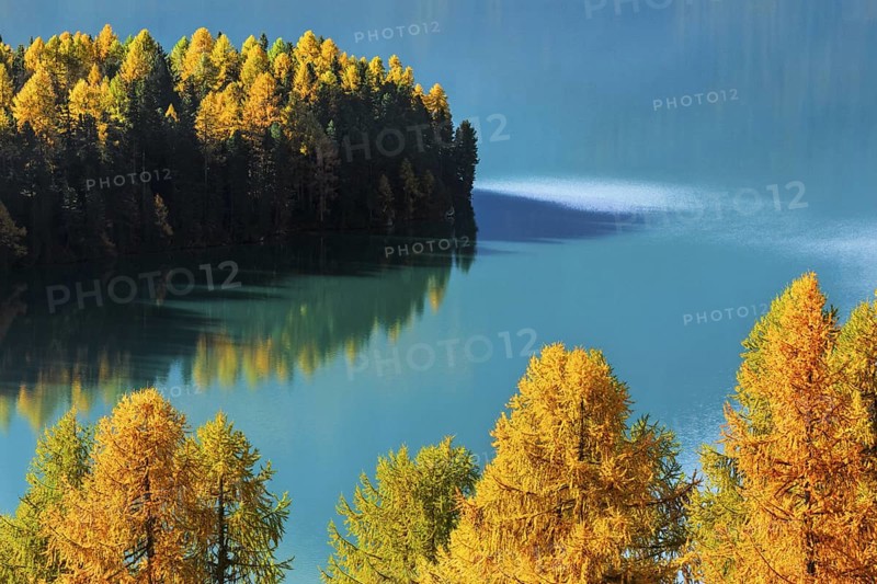 Larch forest around Lake Sils, Upper Engadine, Canton GraubÃ¼nden, Switzerland