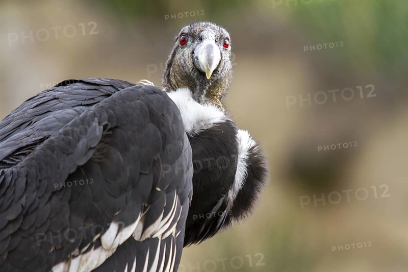 Andean condor (Vultur gryphus), Condor female perched on a rock, Cotopaxi national park, Cotopaxi, Napo and Pichincha provinces, Ecuador, South America